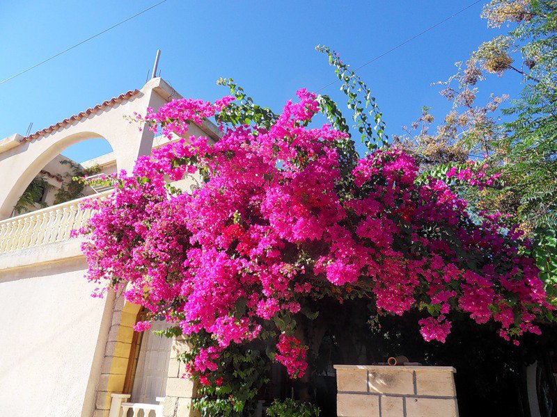 Дикие цветы турция. Бугенвиллия на Кипре. Бугенвиллия в Египте. Бугенвиллия Турция.