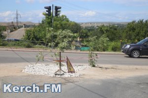 Новости » Общество: В Керчи в ямы на дорогах после коммунальщиков высаживают деревья