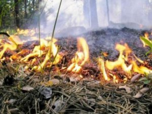 Новости » Общество: В Керчи до 26 июля сохранится высокая пожарная опасность