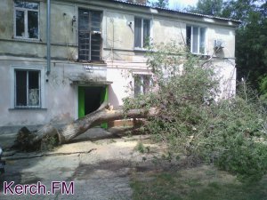 Новости » Криминал и ЧП: В Керчи ночью во время грозы упало дерево