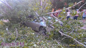 Новости » Криминал и ЧП: В Керчи дерево упало на автомобиль