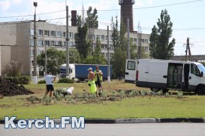 Новости » Общество: В Керчи на Ворошиловском кольце высаживают кусты