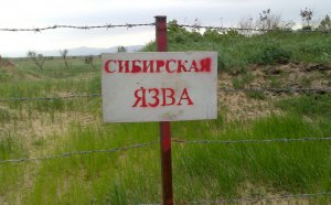 Новости » Общество: В Крыму проверяют скотомогильники с сибирской язвой