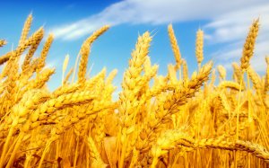 Крым готов экспортировать зерно, - минсельхоз