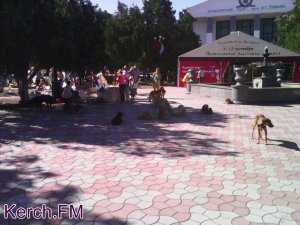 Новости » Общество: Керчане пожаловались на своры бездомных собак в центре города