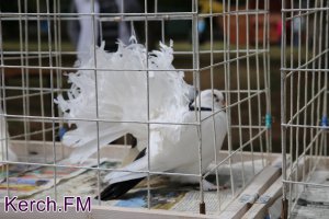 Новости » Культура: В Керчи проходит выставка птиц