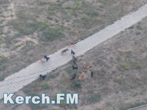 Новости » Общество: Жители Ворошилова боятся выходить во двор из-за своры собак