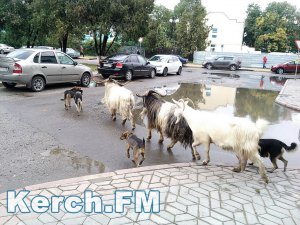 Новости » Общество: В Керчи козы сбежали из цирка и гуляли по городу(фото, видео)