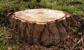 Керченская природоохранная прокуратура выявила незаконную вырубку леса