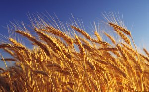 Страны Африки и Ближнего Востока закупили более 200 тыс тонн крымского зерна