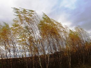 Новости » Общество: Сегодня в Крыму прогнозируют усиление ветра