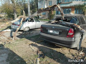 В Керчи во время урагана дерево упало на 2 машины