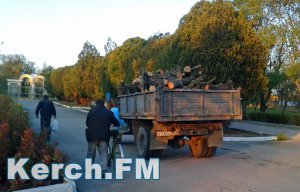 В Приморском парке Керчи продолжают вырубать деревья