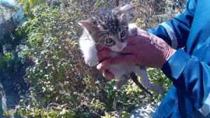 В Крыму МЧС спасли котенка, который упал в 8-метровый колодец