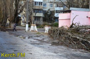 Новости » Общество: Два дерева в Керчи упали на дорогу