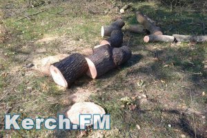 Прокуратора Керчи нашла нарушения при вырубке деревьев в Приморском парке