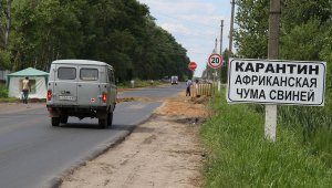 Новости » Общество: В Ленинском районе в зоне карантина по АЧС нашли трупы свиней