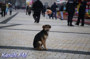 Новости » Общество: В Керчи численность бездомных животных снижали негуманно, - Госкомветеринария