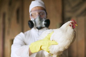 Россельхознадзор сообщает о высокой угрозе появления птичьего гриппа в Крыму