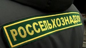 Новости » Общество: На Керченской переправе может появиться пост Россельхознадзора по проверке качества продукции