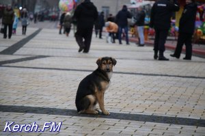 Новости » Общество: В керченскую казну пока не поступили деньги на стерилизацию бродячих животных