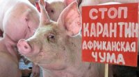 В Крыму на территории личного подсобного хозяйства ввели карантин по  АЧС