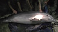 Новости » Криминал и ЧП: За издевательства над дельфином керченские браконьеры заплатят 850 тысяч рублей