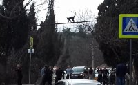 В Крыму сбежавшую из зоопарка обезьяну ловили с помощью сачка (видео)