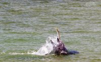 В Керченском проливе стало больше дельфинов и рыбы, - Упрдор «Тамань»