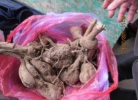 Новости » Общество: В Крым пытались ввезти семена, саженцы, сухофрукты и фасоль