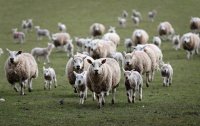 Новости » Криминал и ЧП: В Ленинском районе мужчина украл двух овец и съел их