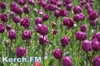 Новости » Общество: В Ялте торжественно открыли весенний парад тюльпанов