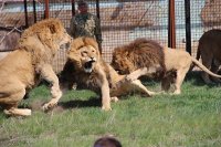 Новости » Общество: Зубков выпустил львов из вольеров