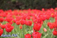 Новости » Культура: В Керчи появился свой парад тюльпанов