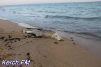Новости » Экология: Керчане на берегу нашли мертвого дельфина