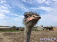 Новости » Общество: Керчане побывали на страусиной ферме