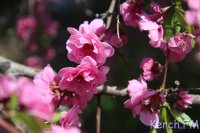 В Керчи цветет декоративный персик