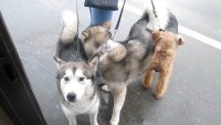 Новости » Общество: В Крым пытались незаконно ввезти 10 собак и кота