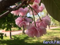 В Керчи цветут сакуры