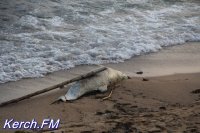 Новости » Экология: Одна из версий массовой гибели дельфинов в Черном море – загрязнение воды