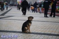 Новости » Общество: В Керчи еще не подписали контракт с организацией, которая будет отлавливать животных
