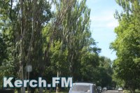 Новости » Коммуналка: Керчане боятся, что огромный сухой тополь рухнет на дорогу
