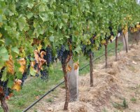 Новости » Общество: В Крым пытались ввезти 235 тысяч зараженных саженцев винограда из Италии