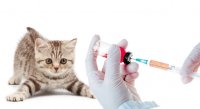 Новости » Общество: В Керчи проведут бесплатную вакцинацию кошек и собак