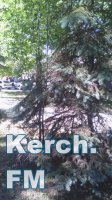 Новости » Общество: В Керчи в парке сквозь елку начали расти тополя