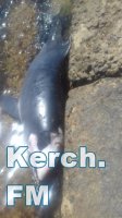 Новости » Общество: В Аршинцево к пляжу прибило мертвого дельфина