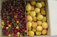 В Крым за неделю не пустили 666 кг овощей и фруктов из Украины