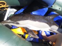 На городском пляже Керчи МЧС спасли маленького дельфина