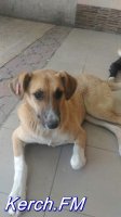 В Керчи появились бездомные собаки с бирками в ушах