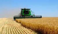 В Крыму отчитались о рекордном урожае ранних зерновых